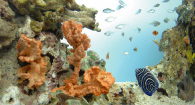 お魚、サンゴの安心生態保障